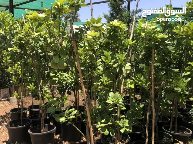 مشاتل الاندلس لانتاج وبيع جميع انواع الاشجار المثمره واشجار الزينه البلديه والمستوردة