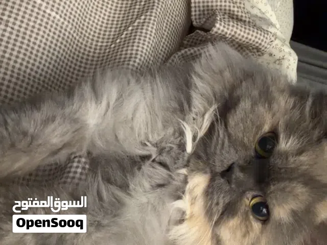 قطة انثى للتبني