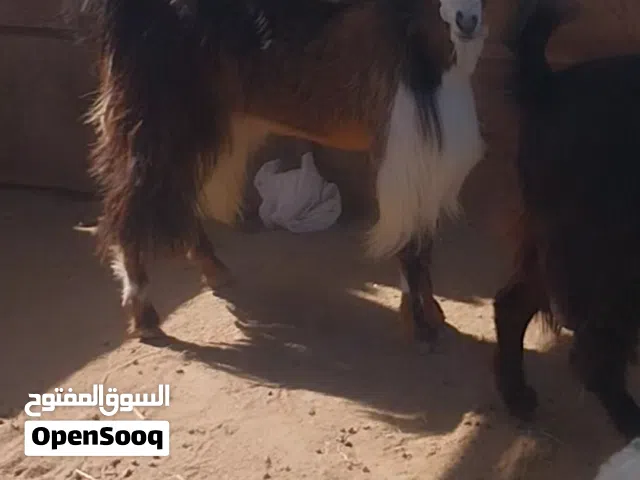 للبيع تيس او بدل برأس عنزه