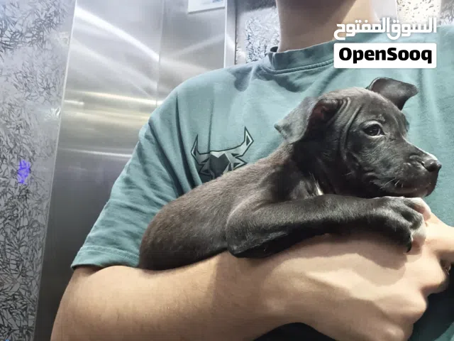 for sale pitbull urgent sale