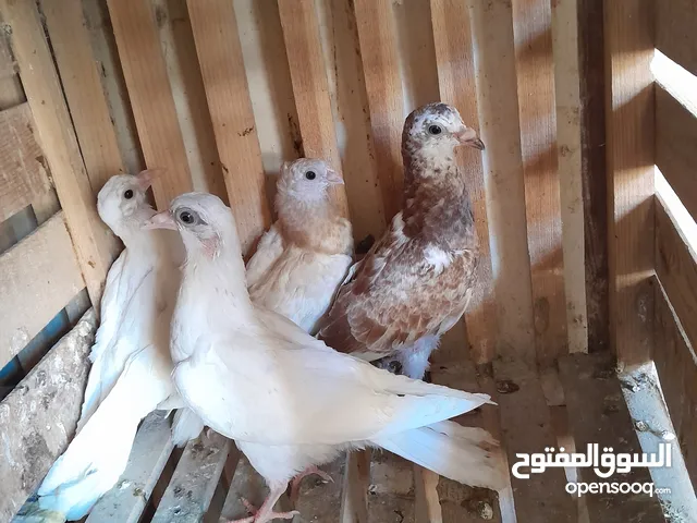 لهواة تربية الحمام ...بسم الله ما شاء لا يسوق الخير الا الله زيادات 760