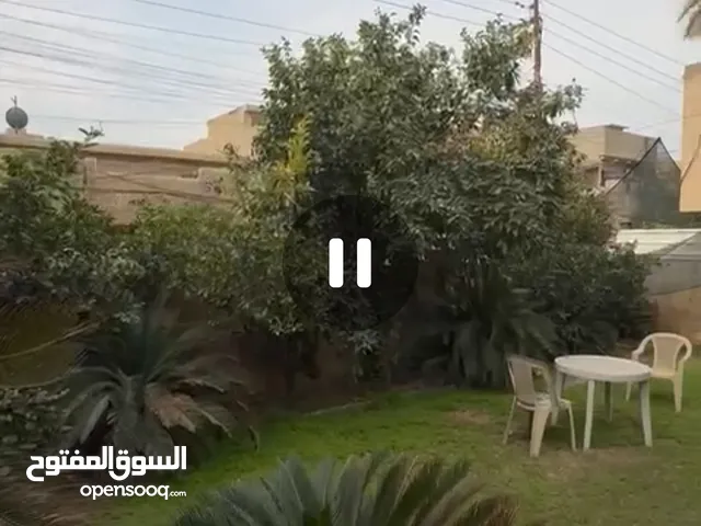 اشجار سايكس كبيره للبيع بسعر مغري