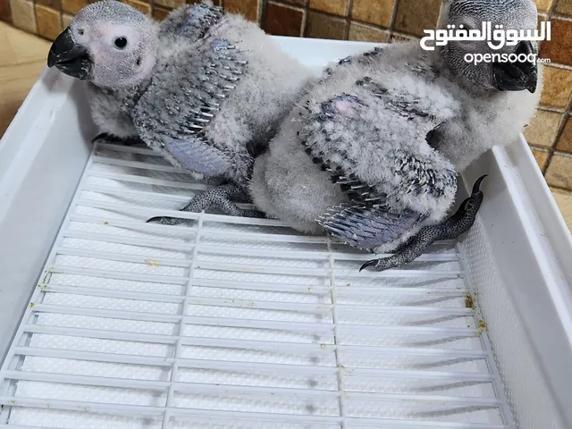 Own a baby of an intelligent grey parrot   امتلك طفلاً من الببغاء الرمادي الذكي