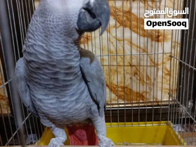 سلام عليكم كاسكو افريقي بري