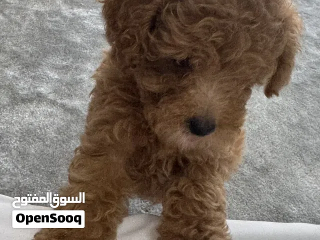 توي بودل مني تي كب     Toy Poodl teacup mini