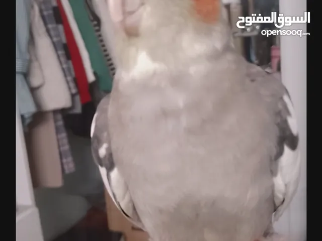 عصافير كوكتيل للبيع