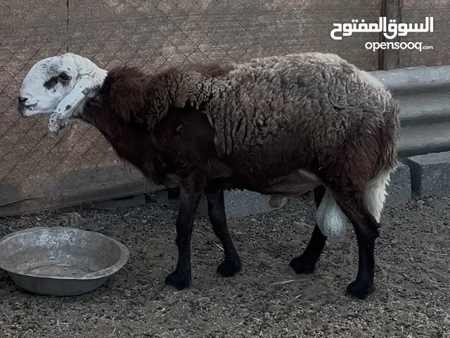 كبش سوداني