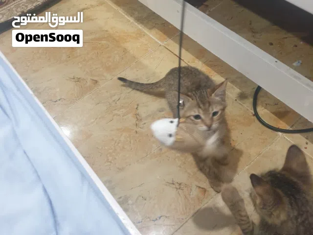 كيتن شيرازي للتبني