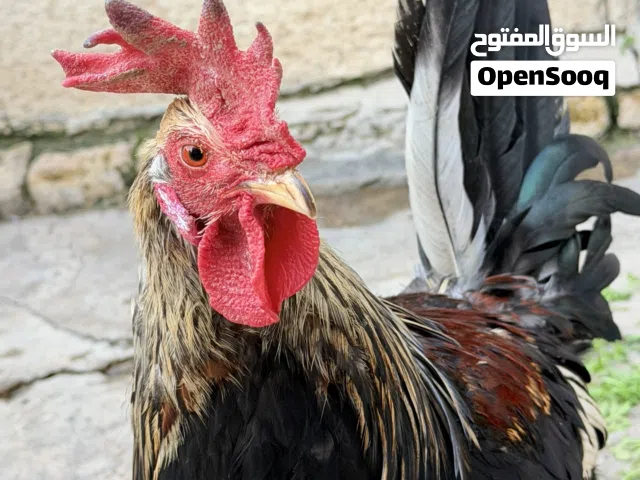 ديج احمر مال بيت