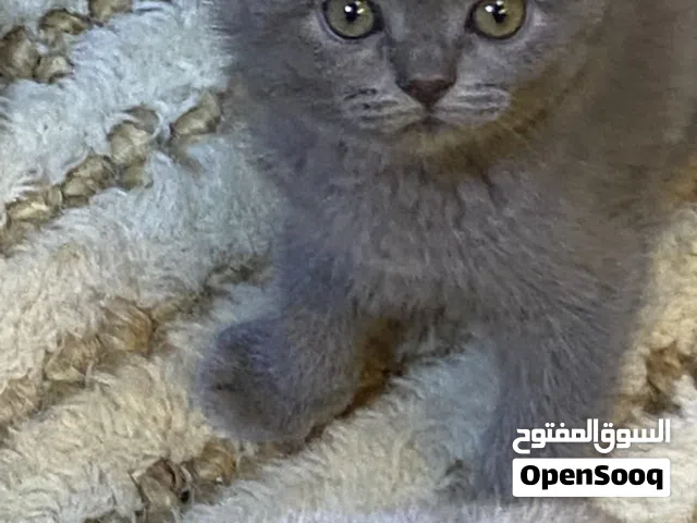 قطط سكوتش فولد بيور العمر ذكر وانثى شهر وثلاث اسابيع