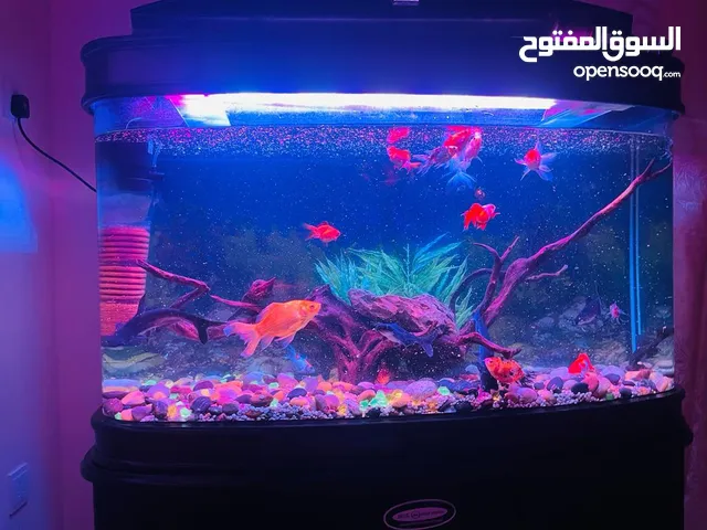 Fish tank ( full Aquarium)