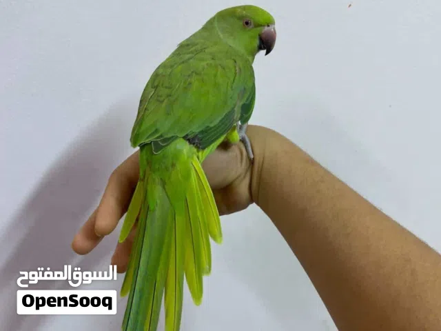 للبيع انثى متو بداية كلام+مفطوم+اليف مع قفص حديد كبير + كيلو ونص اكل+ اكسسوارت