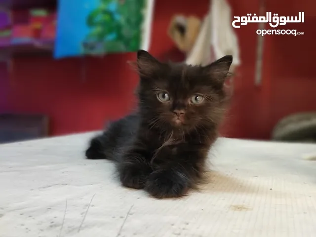 قط شيرازي اسود فاتح متعود علي اكل البيت والليتر بوكس لعبي عمره اربع شهور للجادين فقط والتسليم ف طهطا