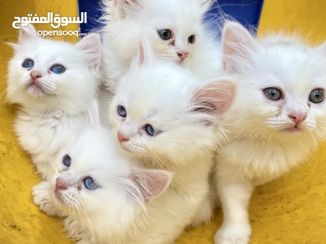 بيع قطط ذكر وانثى
