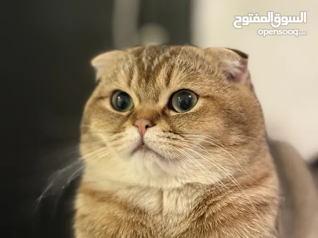 سكوتش فولد بيور مستوى طيب من اب مستورد
