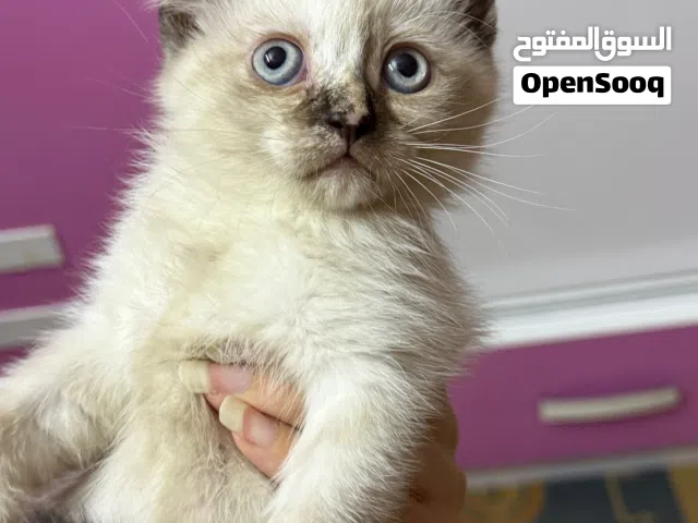 قطط للتبني (زينة)