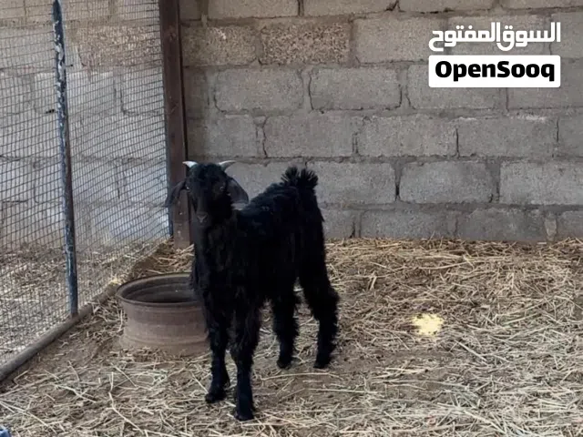 تيس اسود ود 7شهور فوق