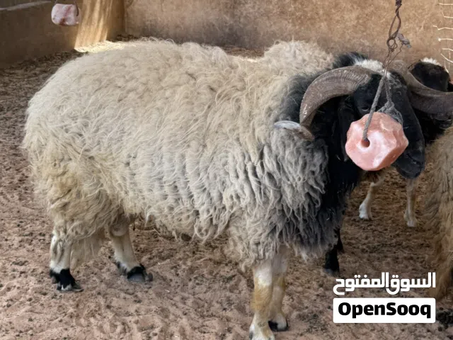 كبش كيف جامع