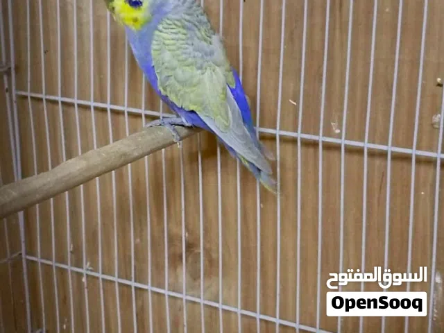 متاح فحل ريمبو بنفسجي بزار مال خانه صحه جيده جدا