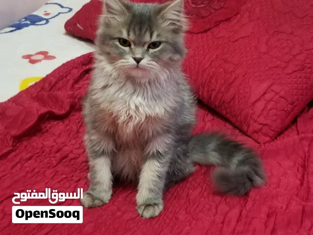 قط من أحسن أنواع القطط في اليمن