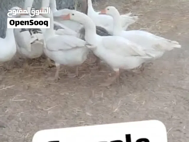 وز للبيع بقيمة طيبة الجملة الحبة ب11