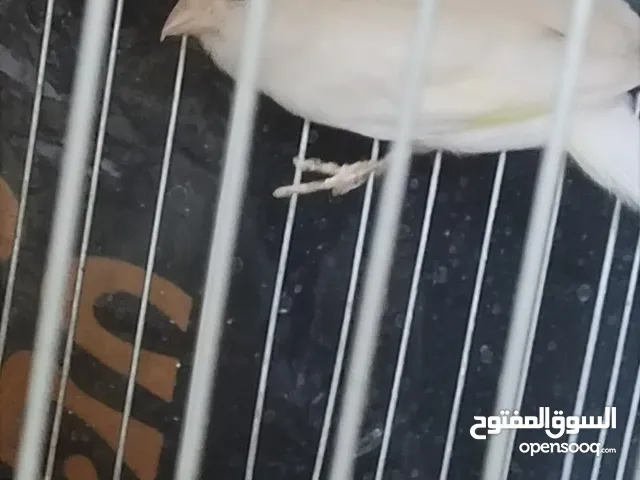 طيره كنار ابيض للبيع اقرا الوصف