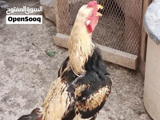 ديك باكستاني للبيع