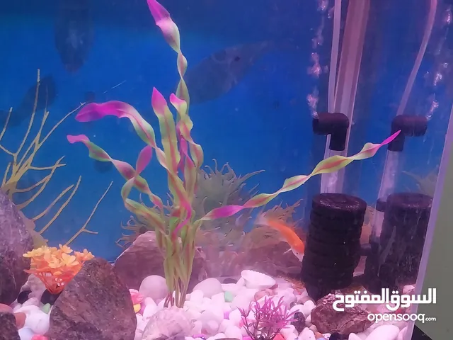حوض سمك كامل بمشتملاته بالاسماك