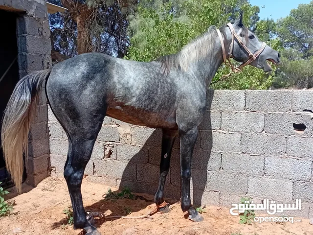 خيول للبيع