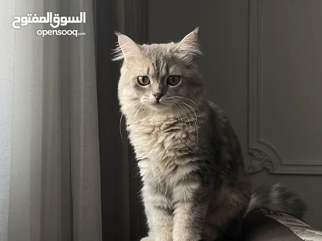 قط شيرازي للبيع في جده