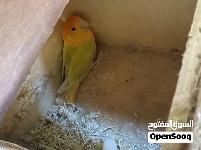 روز بالد جرين اورنج اوبلاين