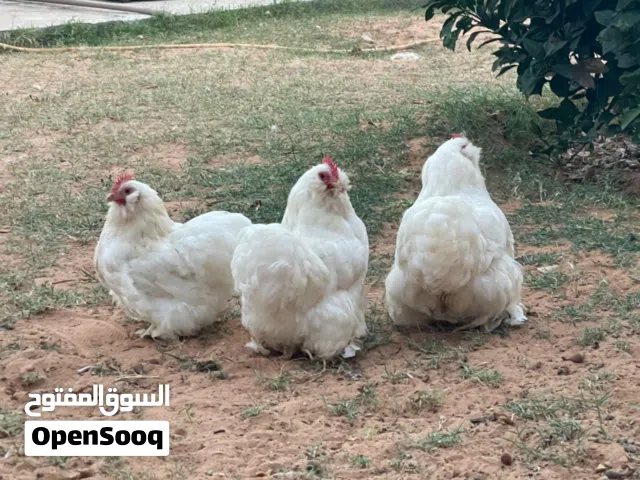 دجاج استورالي ابيض لحيه وداج