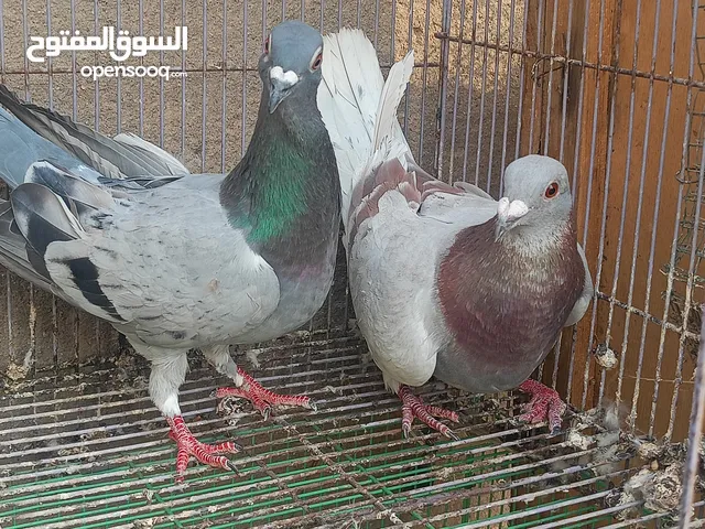 متاح زواجل لعد 6زواج كلهن مزاويج سعر زوج 5