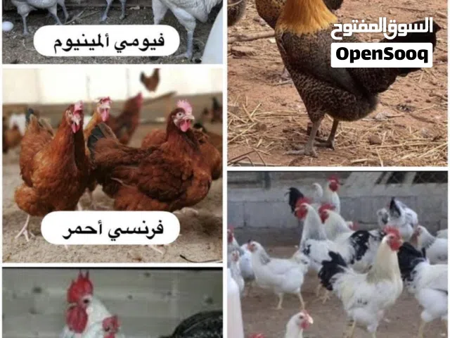 دجاج حي او مذبوح متوفر