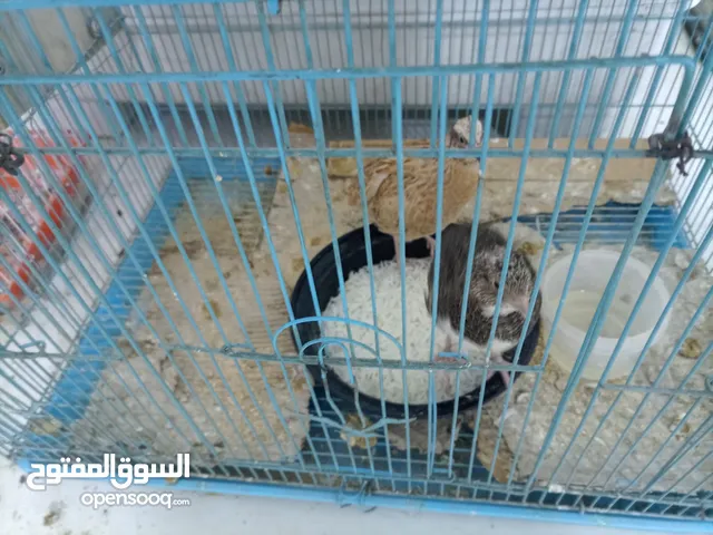 سمنان للبيع