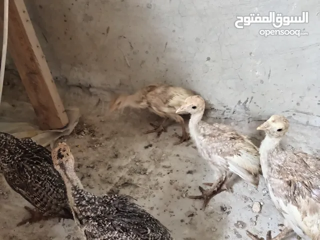 صوص حبش وصوص براهما عمر شهر ونص