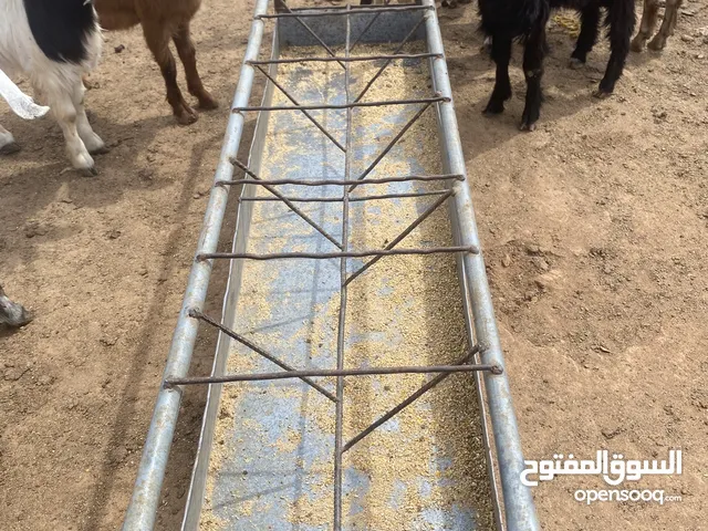 ‏يوجد لدينا جديان لحم