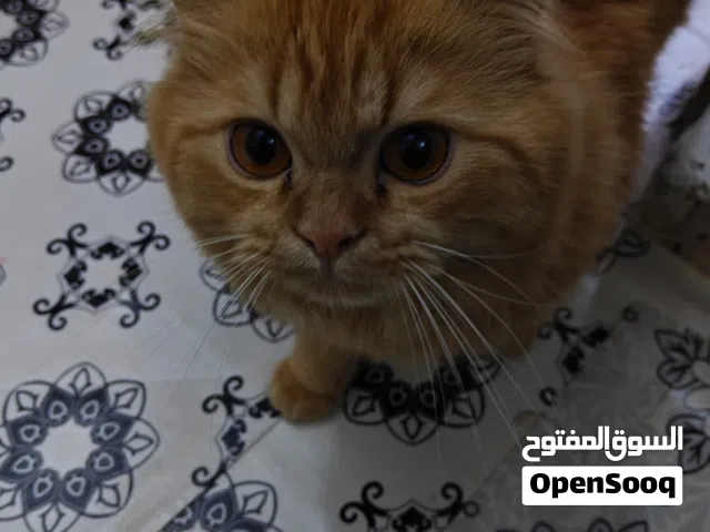 قط ذكر للتبني هجين هملايا شيرازي عمره 9 اشهر او 8 تقريباً