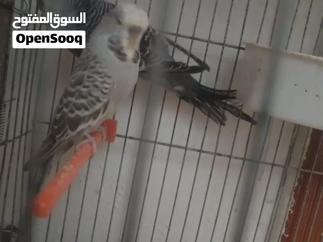 جوز حب انجليزي