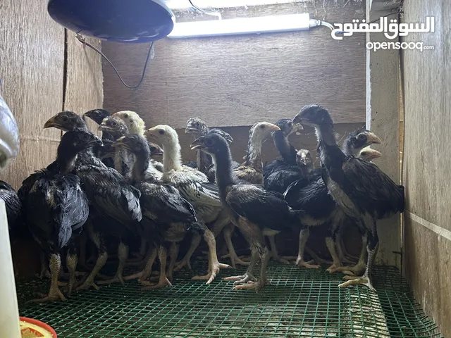 صيصان باكستاني