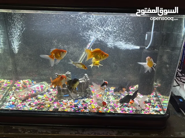 Fish aquarium 3 tanks including food medicine and all