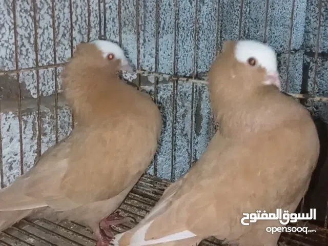 كوبيه قولت صفره الله يبارك