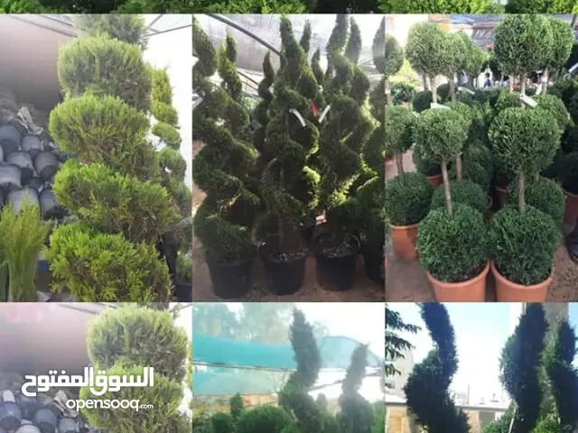 مشاتل الجود لتنسيق الحدائق العامة والخاصة