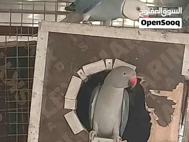للبيع زوج ببغاوات زرقاء نقية، صحة ممتازة ونشيطة، ألوان جميلة وواضحة. الزوج متوافق (ذكر وأنثى)، مناسب