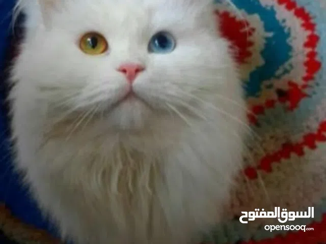 قط ذكر شرازي معقم