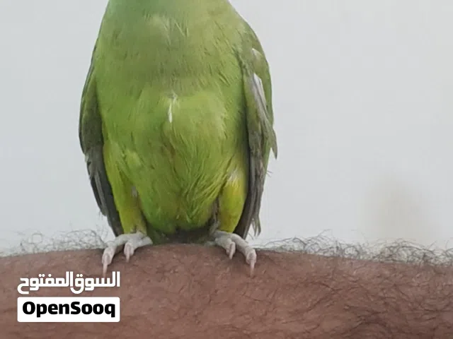 دره اليف طينه