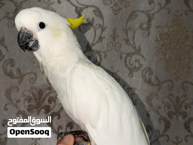 طير كوكاتو فل ربوة  حجم سوبر جامبو اقرأ الوصف