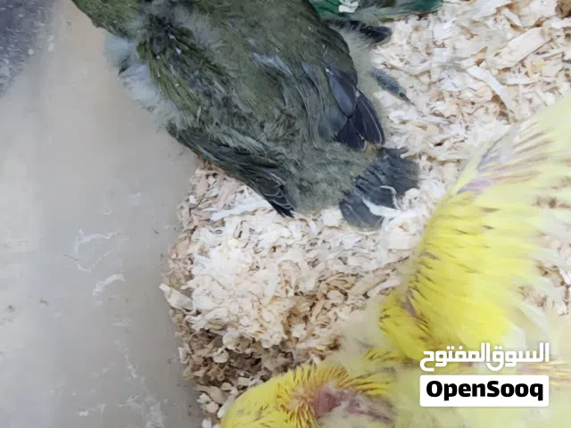 فروخ لوفبيرد بدايه عس ونهاية غس متوفرين وربوة متوفرين الولن جميلة جدا