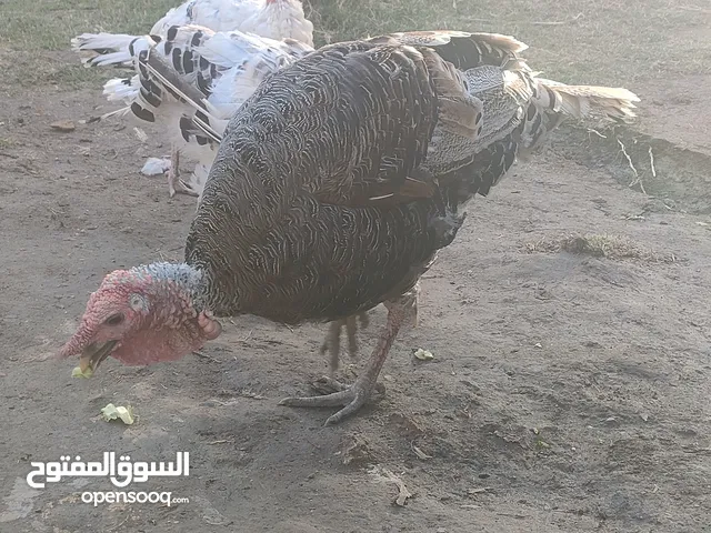 طيور فيسفس نثايه 2 وفحل اسود وحني مكاني الشافي ماكو