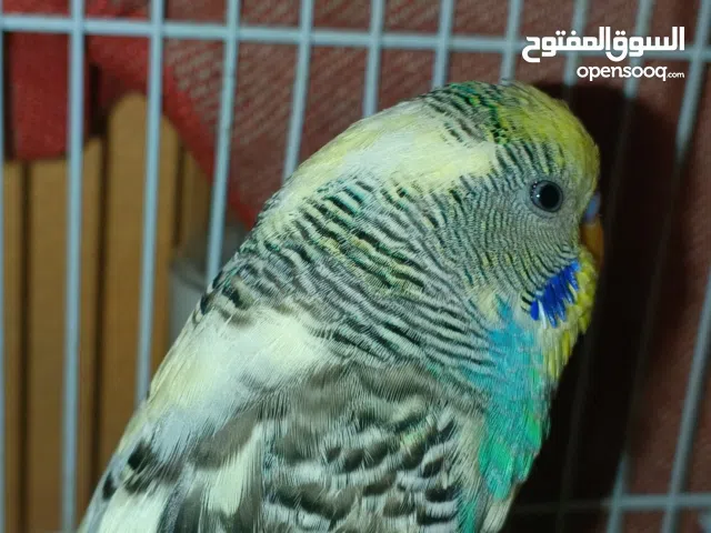 طير حب بادجي جميل